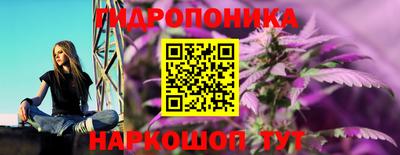 бошки Кингисепп